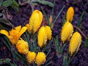 drops, water, crocuses