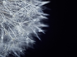 drops, water, dandelion