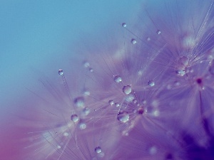 drops, water, dandelion