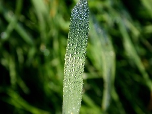 drops, water, grass