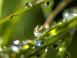 drops, water, grass