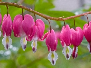 drops, water, hearts