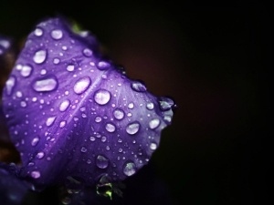 drops, water, iris