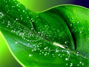 drops, water, leaf