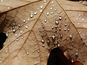 drops, water, leaf