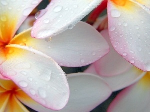 drops, water, Plumeria