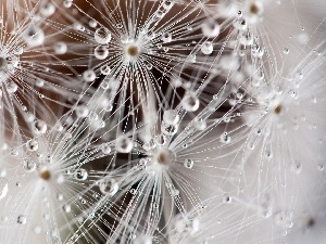 drops, water, puffball