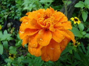 drops, water, Tagetes