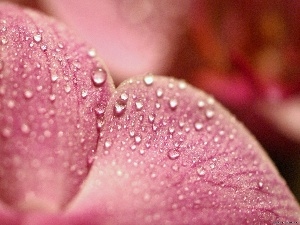 water, drops, flakes, orchid