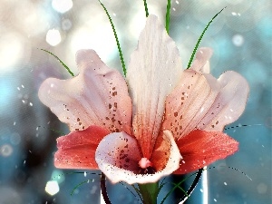 water, drops, Flower, Lily