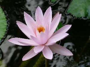 water-lily, water, Colourfull Flowers, Leaf