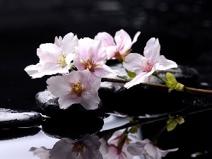 water, Stones, Flowers, Magnolii