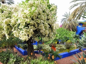 Majorelle, Marrakech, Garden