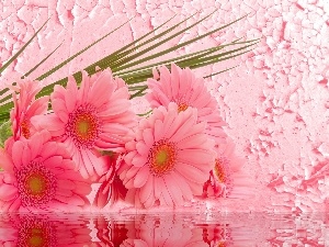 gerberas, water, Pink