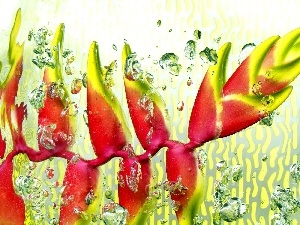 water, Heliconia