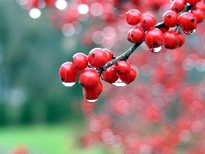 water, drops, red hot, Plant