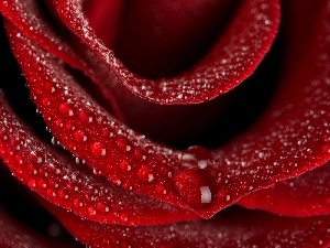 water, drops, red hot, rose