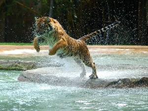 jump, water, tiger