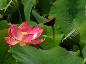 Lotus Flower