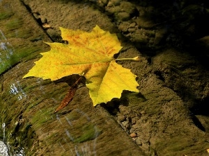 water, rock, leaf, maple