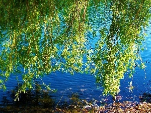 Leaf, water, Willow