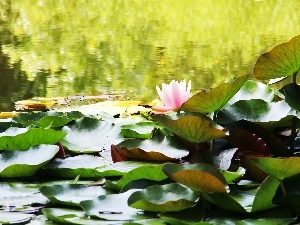 water, lilies