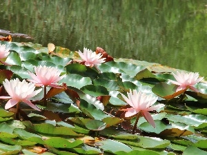 water, lilies