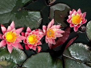 water, lilies