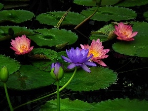 water, lilies