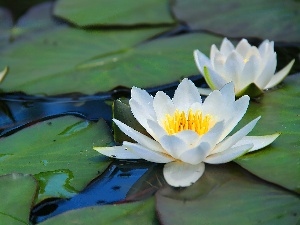 water, lilies