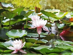 water, lilies