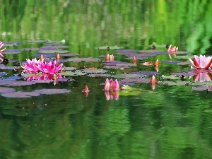 water, lilies