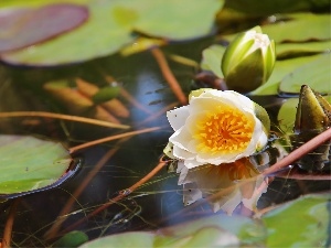 water, lilies