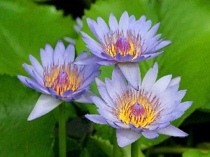 lilies, water, Blue