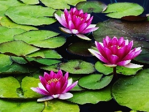 lilies, water, Pink