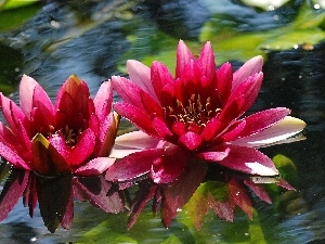 lilies, water, Red
