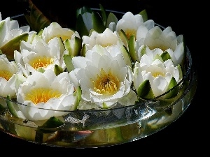 water, vase, lilies, water