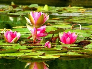 water, lilies