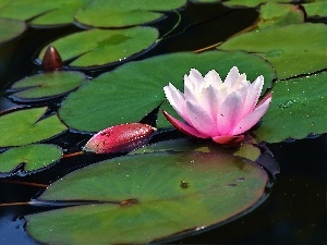 water, Lily