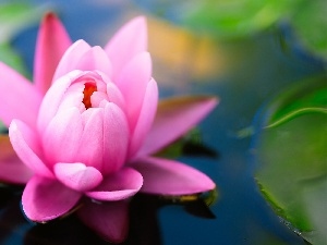 water, Lily