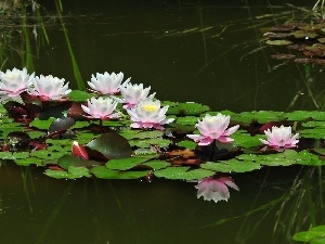 water, Lily