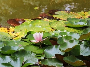 water, Lily