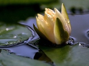 water, Lily