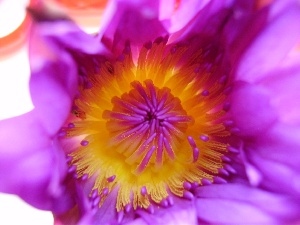 Lily, water, Beauty