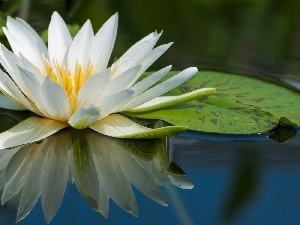 Lily, water, Beauty