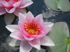 water, Leaf, Lily