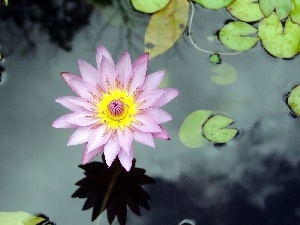 Lily, water, Pink