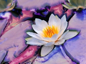 Lily, water, White