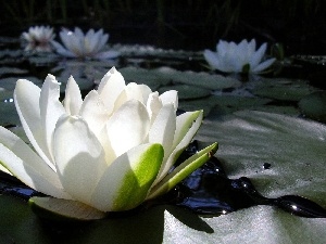 Lily, water, White