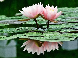 water, Lily